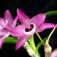 Den. parishii, orchid species