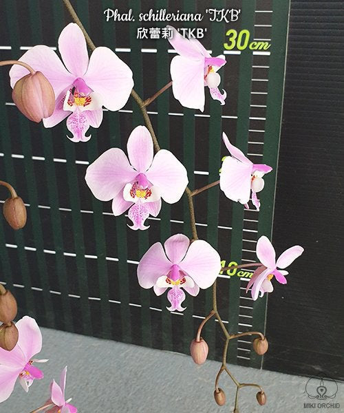 Rare! Phal Schilleriana 'TKB', orchid species, mottled foliage, fragrant