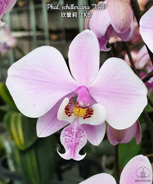 Rare! Phal Schilleriana 'TKB', orchid species, mottled foliage, fragrant