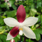 In spike! Phal. tetraspis 'C2'-species, unique flower color patterns, random petal color in red or white