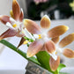 Phal.speciosa ‘Jiaho Coffee’ SM/TOGA , random petal color in white or coffee/brown, sequential bloomer