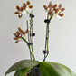 P. speciosa ‘Su’s Coffee Candy’ (M711), random petal color in white or coffee/brown, sequential bloomer