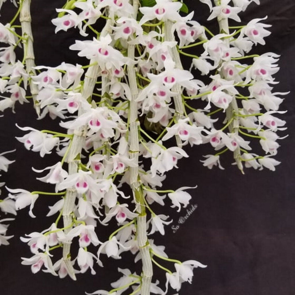 Den. parishii semi-alba, rare orchid species, very pleasant fragrance