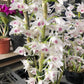 Den. parishii semi-alba, rare orchid species, very pleasant fragrance