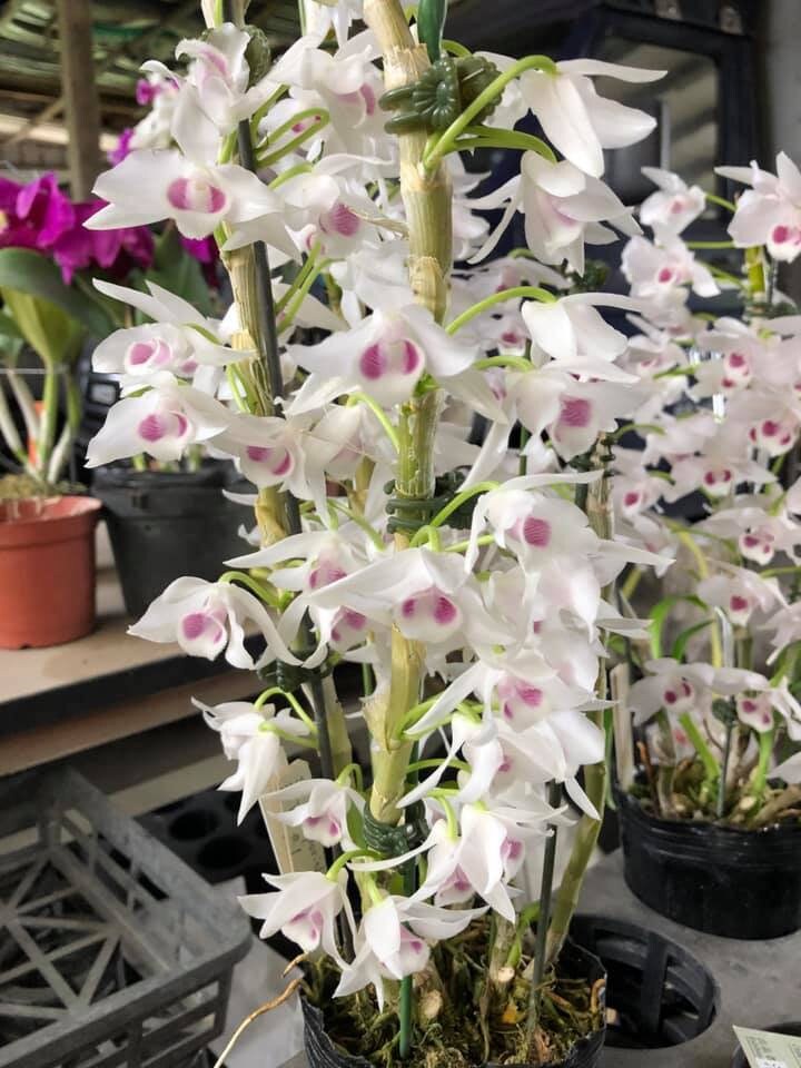 Den. parishii semi-alba, rare orchid species, very pleasant fragrance