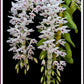 Den. parishii semi-alba, rare orchid species, very pleasant fragrance