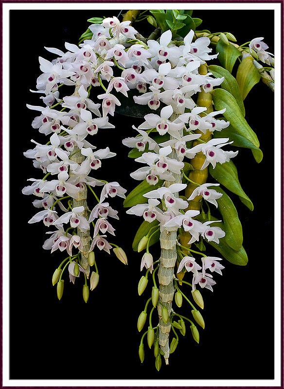 Den. parishii semi-alba, rare orchid species, very pleasant fragrance