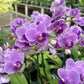 Phal. Sogo Vivian 'Smurf' (Special Indigo), multifloral