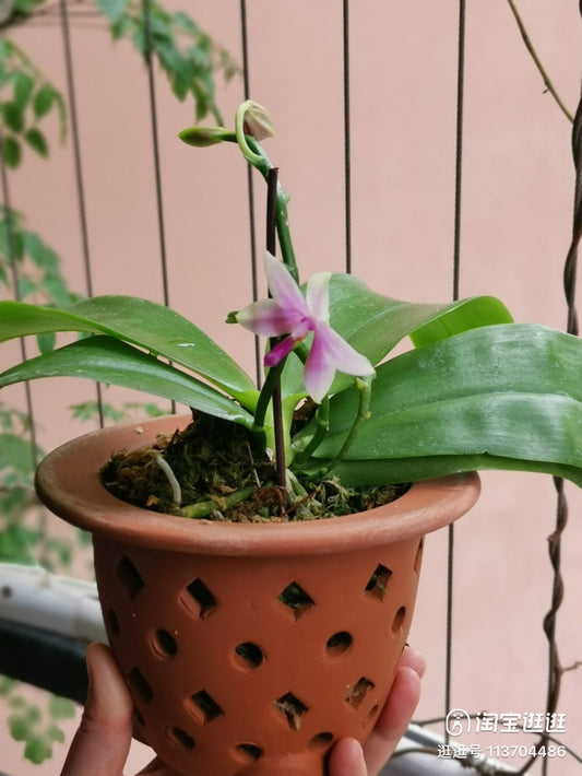 T3: Hand-made Pot by premier Yixing Purple Clay — three-legged pot with holes for root health, perfect for Neofinetia falcata/mini orchids