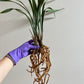 Premium Potting Mix- ready for cymbidium, cattleya, dendrobium and other orchids