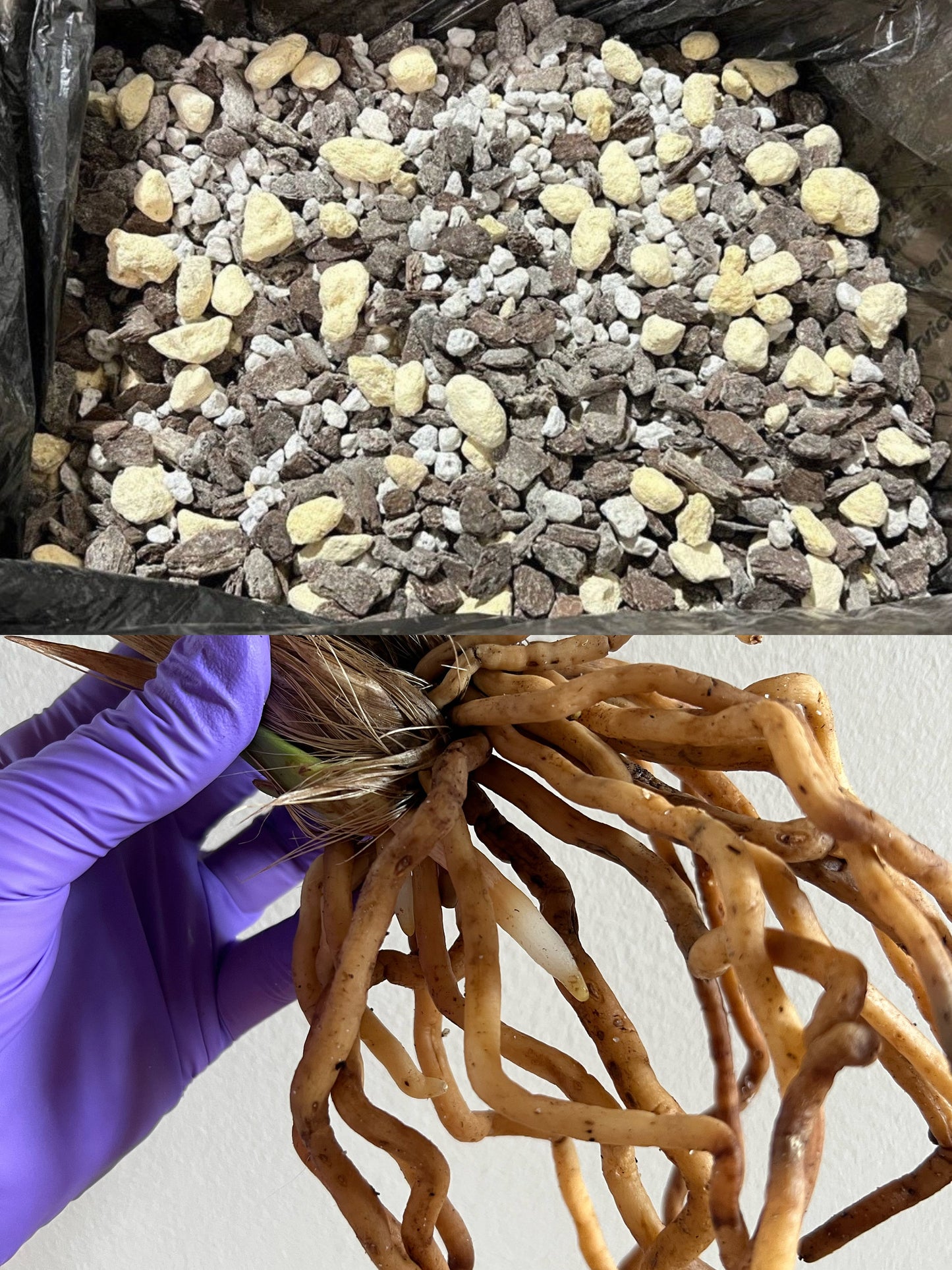 potting mix for cattleya orchids Premium Potting Mix- ready for cymbidium, cattleya, dendrobium and oth – Mystery Garden Store