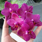 Phal. Mituo King 'Big Pink' AM/AOS, waxy flowers, fragrant