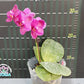 Phal. Mituo King 'Big Pink' AM/AOS, waxy flowers, fragrant