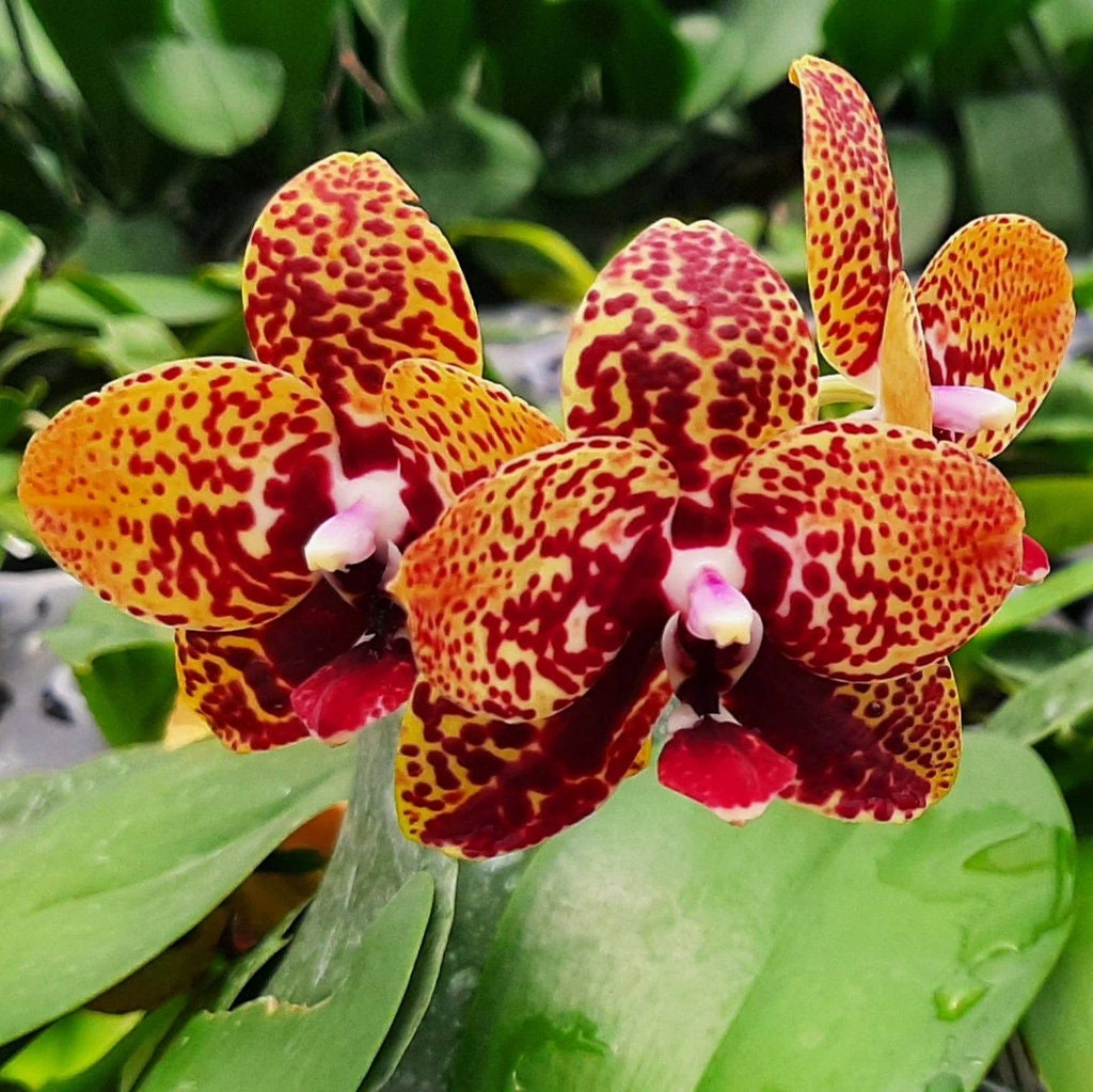 In short spike! Phal. Zheng Min Anaconda, fragrant, rare and very famous hybrid