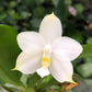 Rare! Phal. bellina var alba x sib, species, very fragrant