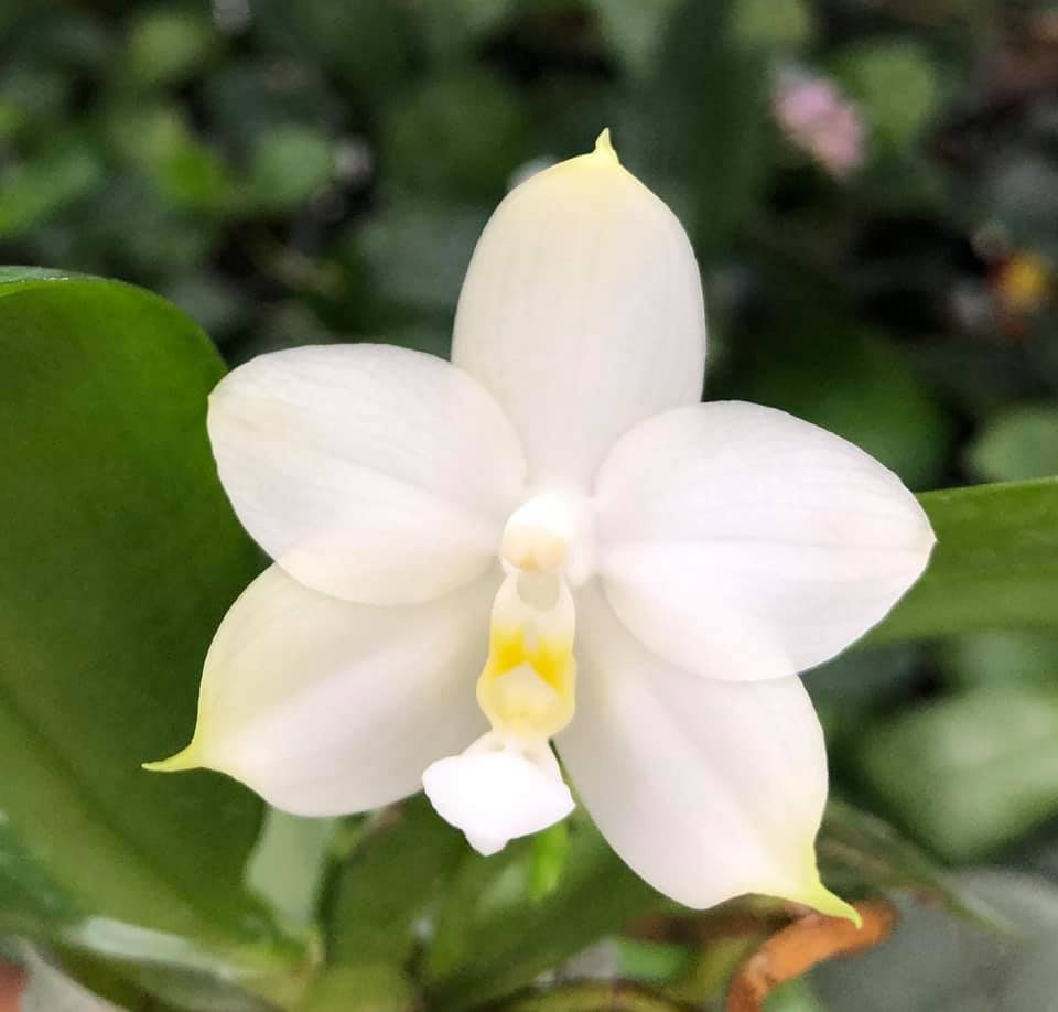 Rare! Phal. bellina var alba x sib, species, very fragrant