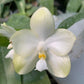 In Spike! Phal. Yungho Gelblitz 'White Jade' - rare and fragrant, sequential bloomer
