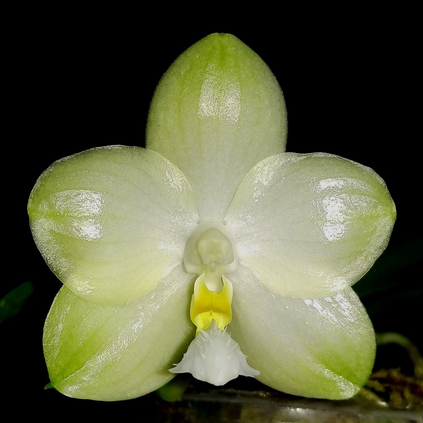 jade plant white spikes In Spike! Phal. Yungho Gelblitz 'White Jade'