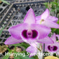 Den. Hsinying Sweetscent “W-3”, cascade type, sweet fruit scent!