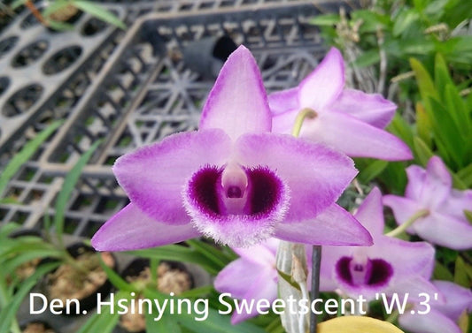 Den. Hsinying Sweetscent “W-3”, cascade type, sweet fruit scent!