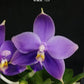 Phal. Yaphon All Friends, blue colored flower and all-day fragrant