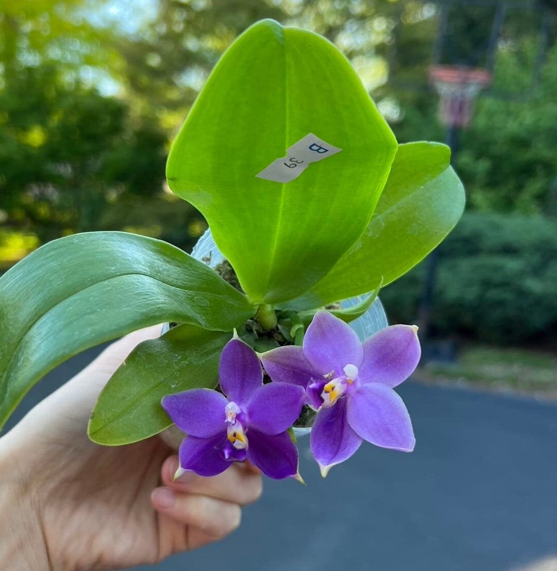 Phal. Yaphon All Friends, blue colored flower and all-day fragrant