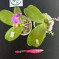 Phal. Yaphon All Friends, blue colored flower and all-day fragrant