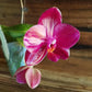 Phal. Mituo King 'Big Pink' AM/AOS, waxy flowers, fragrant