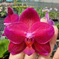 Phal. Mituo King 'Big Pink' AM/AOS, waxy flowers, fragrant