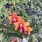 In short spike! Phal. Zheng Min Anaconda, fragrant, rare and very famous hybrid