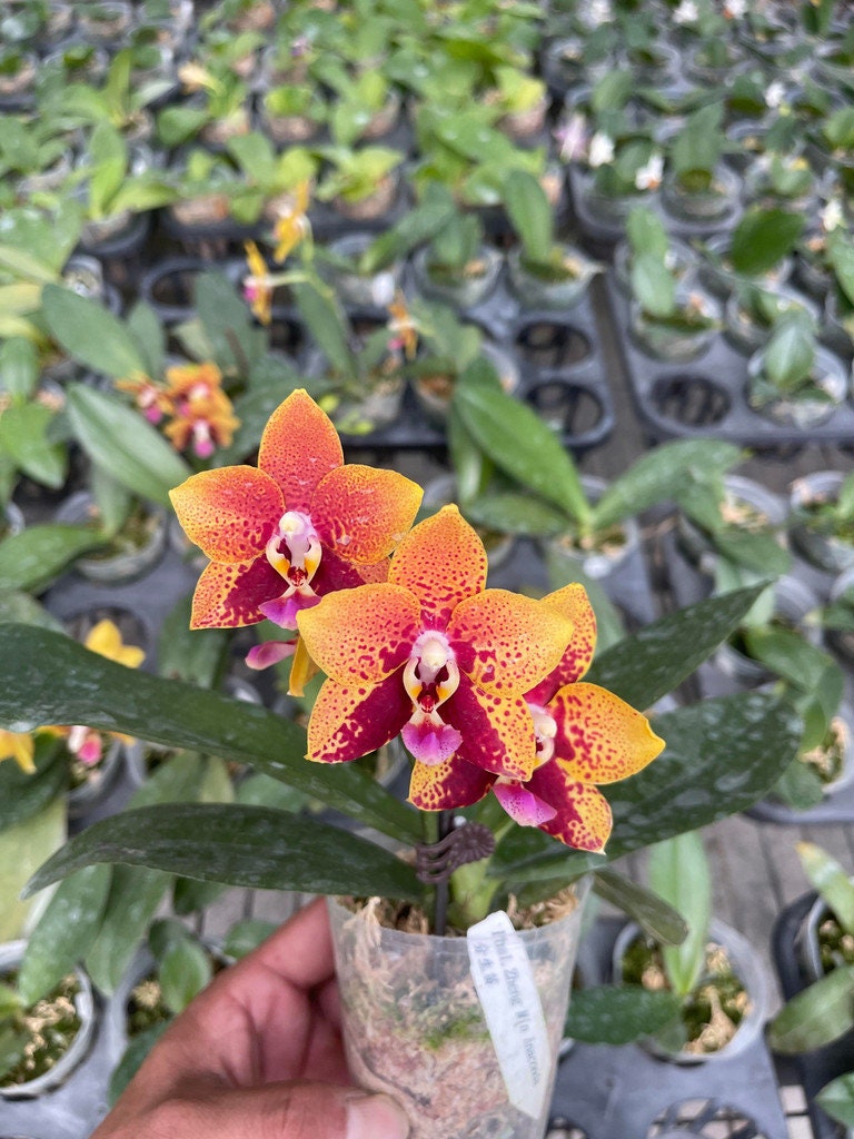 In short spike! Phal. Zheng Min Anaconda, fragrant, rare and very famous hybrid