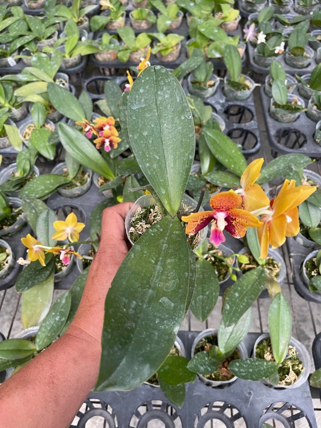 In short spike! Phal. Zheng Min Anaconda, fragrant, rare and very famous hybrid