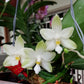 Rare! Phal. bellina var alba x sib, species, very fragrant