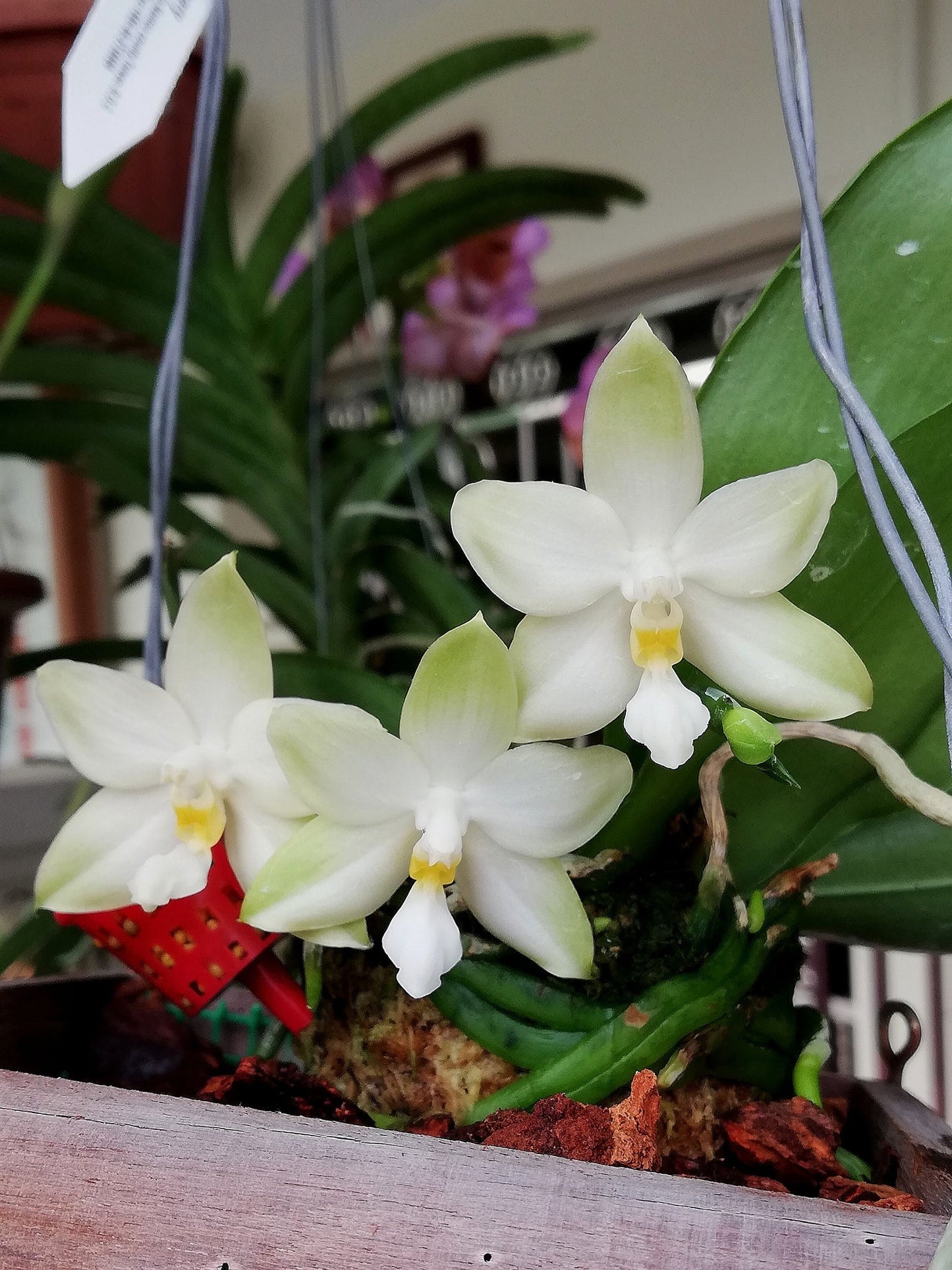 Rare! Phal. bellina var alba x sib, species, very fragrant