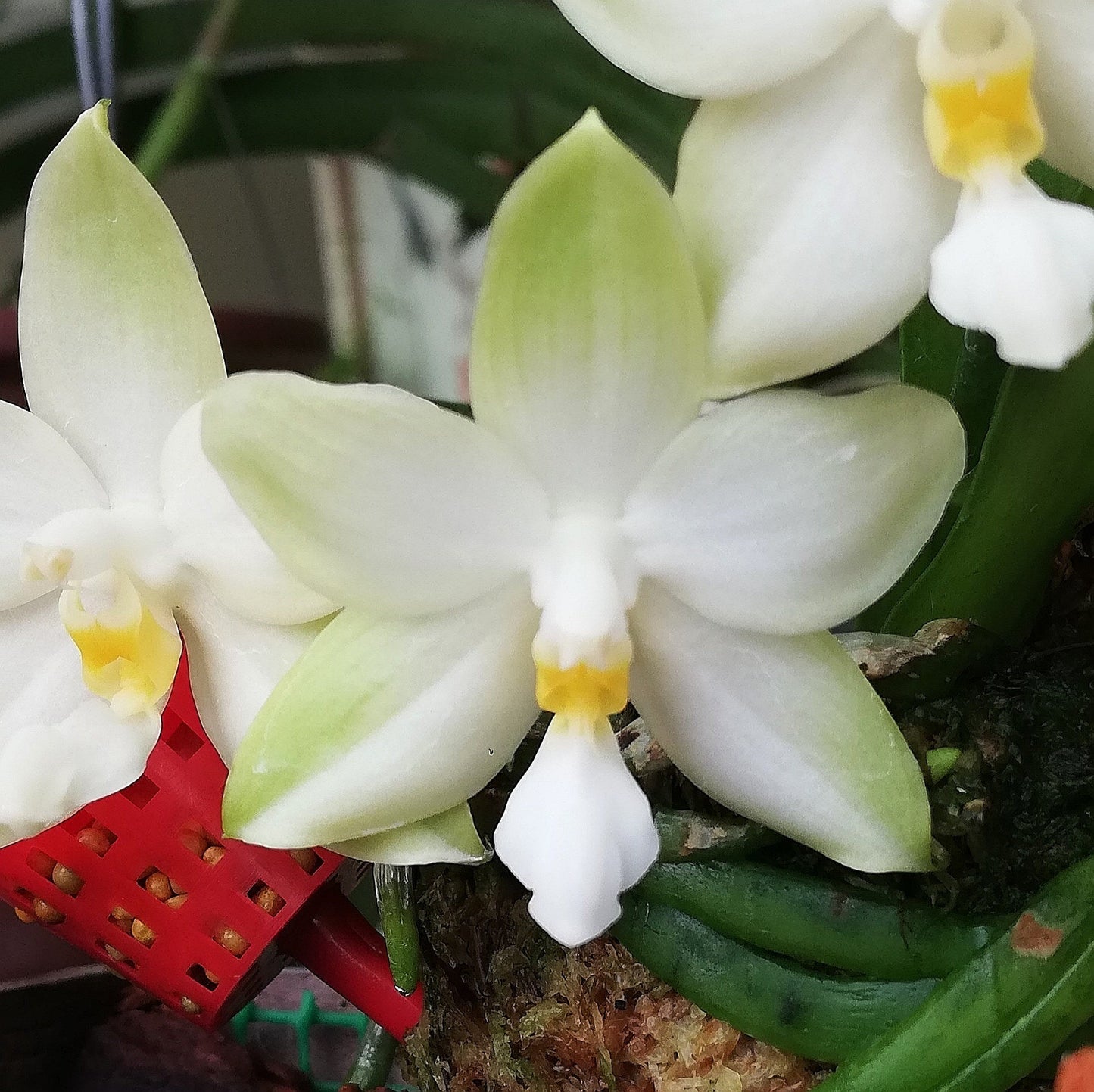 Rare! Phal. bellina var alba x sib, species, very fragrant