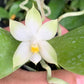 Rare! Phal. bellina var alba x sib, species, very fragrant