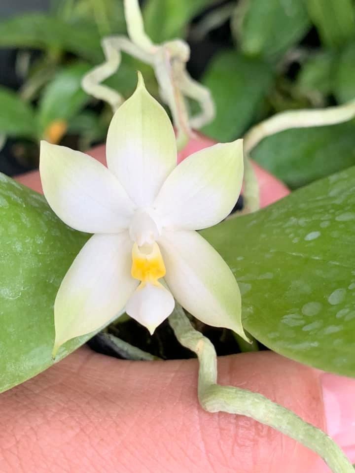 Rare! Phal. bellina var alba x sib, species, very fragrant