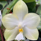 In Spike! Phal. Yungho Gelblitz 'White Jade' - rare and fragrant, sequential bloomer