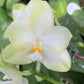 In Spike! Phal. Yungho Gelblitz 'White Jade' - rare and fragrant, sequential bloomer