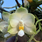 In Spike! Phal. Yungho Gelblitz 'White Jade' - rare and fragrant, sequential bloomer