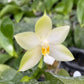 In spike! Phal. Penang Violecea var. alba X sib 檳晨, very fragrant