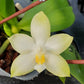 In spike! Phal. Penang Violecea var. alba X sib 檳晨, very fragrant