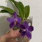 Phal. Yaphon All Friends, blue colored flower and all-day fragrant