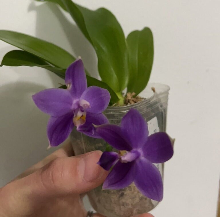 Phal. Yaphon All Friends, blue colored flower and all-day fragrant