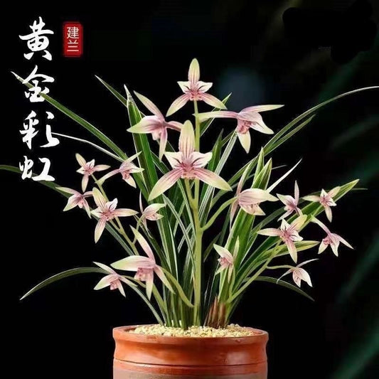 Cymbidium ensifolium “Golden Rainbow” 建兰 ‘黄金彩虹’ - variegated leaves and very flagrant