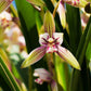 Cymbidium ensifolium “Golden Rainbow” 建兰 ‘黄金彩虹’ - variegated leaves and very flagrant