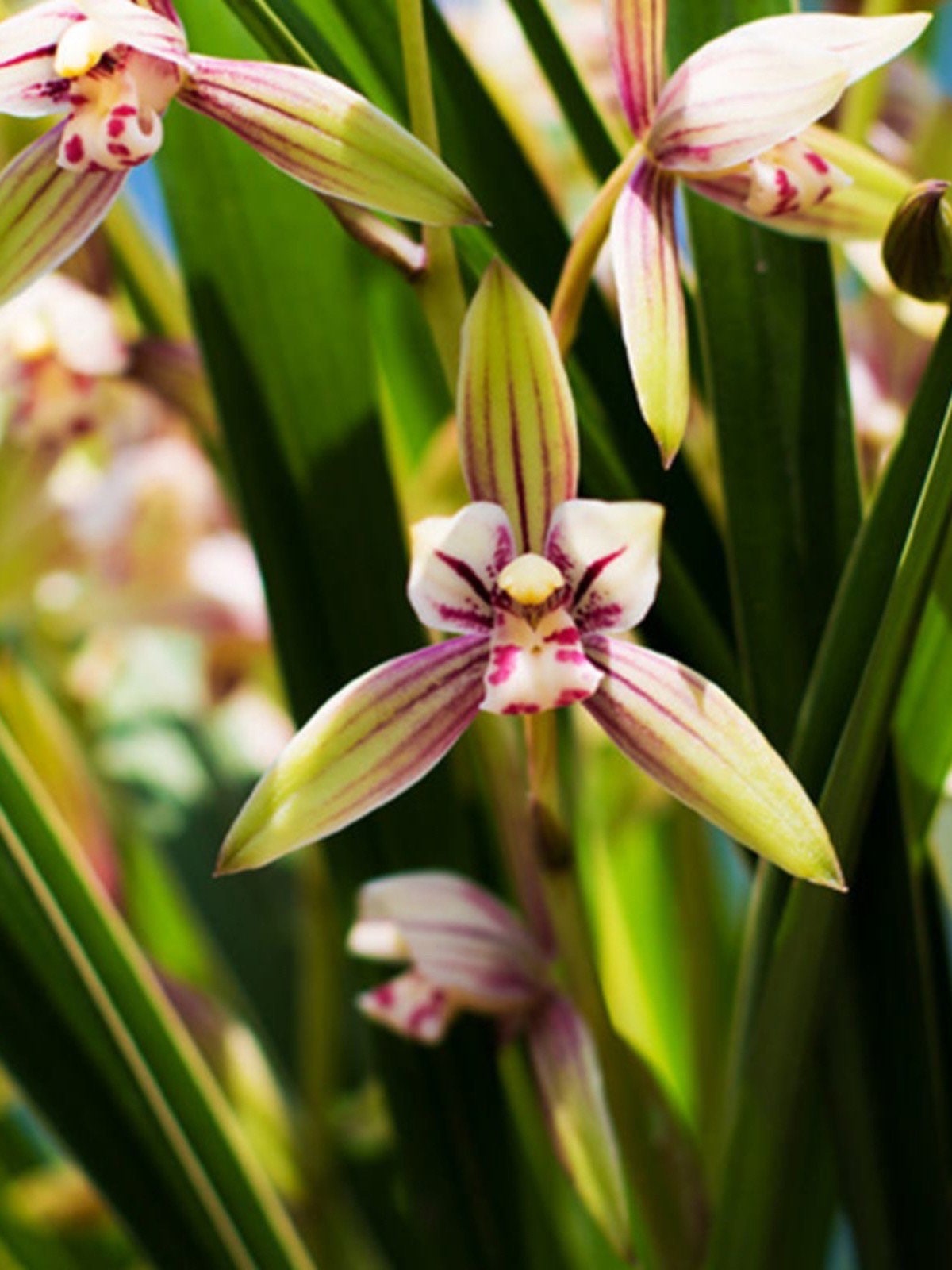 Cymbidium ensifolium “Golden Rainbow” 建兰 ‘黄金彩虹’ - variegated leaves and very flagrant