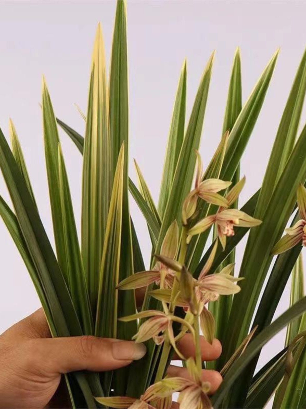 Cymbidium ensifolium “Golden Rainbow” 建兰 ‘黄金彩虹’ - variegated leaves and very flagrant