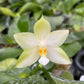 In spike! Phal. Penang Violecea var. alba X sib 檳晨, very fragrant