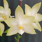 In spike! Phal. Penang Violecea var. alba X sib 檳晨, very fragrant